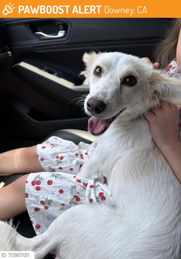 Found/Stray Female Dog last seen Cole and paramount , Downey, CA 90242