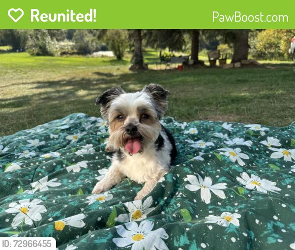 Reunited Female Dog last seen Near twp 514, Parkland County, AB T7Y 1C8