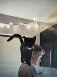 Lost Male Cat last seen Bourne stores, Swindon, England SN2 2JH