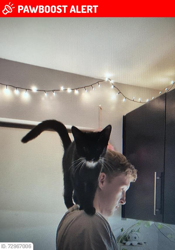 Lost Male Cat last seen Bourne stores, Swindon, England SN2 2JH