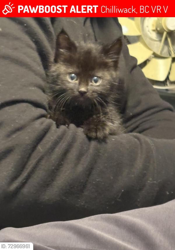 Lost Male Cat last seen In my hse , Chilliwack, BC V2R 5V3