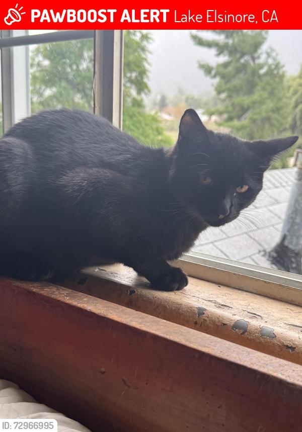Lost Male Cat last seen Behind Fire Department on Grand Ave, Lake Elsinore, CA 92530