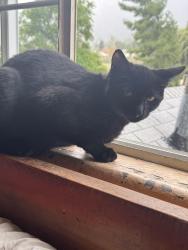 Lost Male Cat last seen Behind Fire Department on Grand Ave, Lake Elsinore, CA 92530