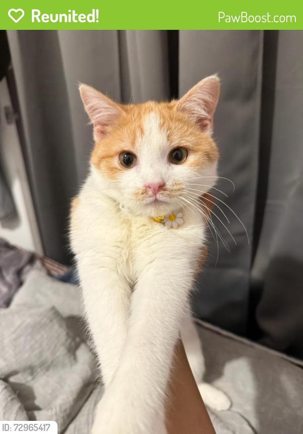 Reunited Female Cat last seen Between Ave L and Ave M, Brooklyn, NY 11234