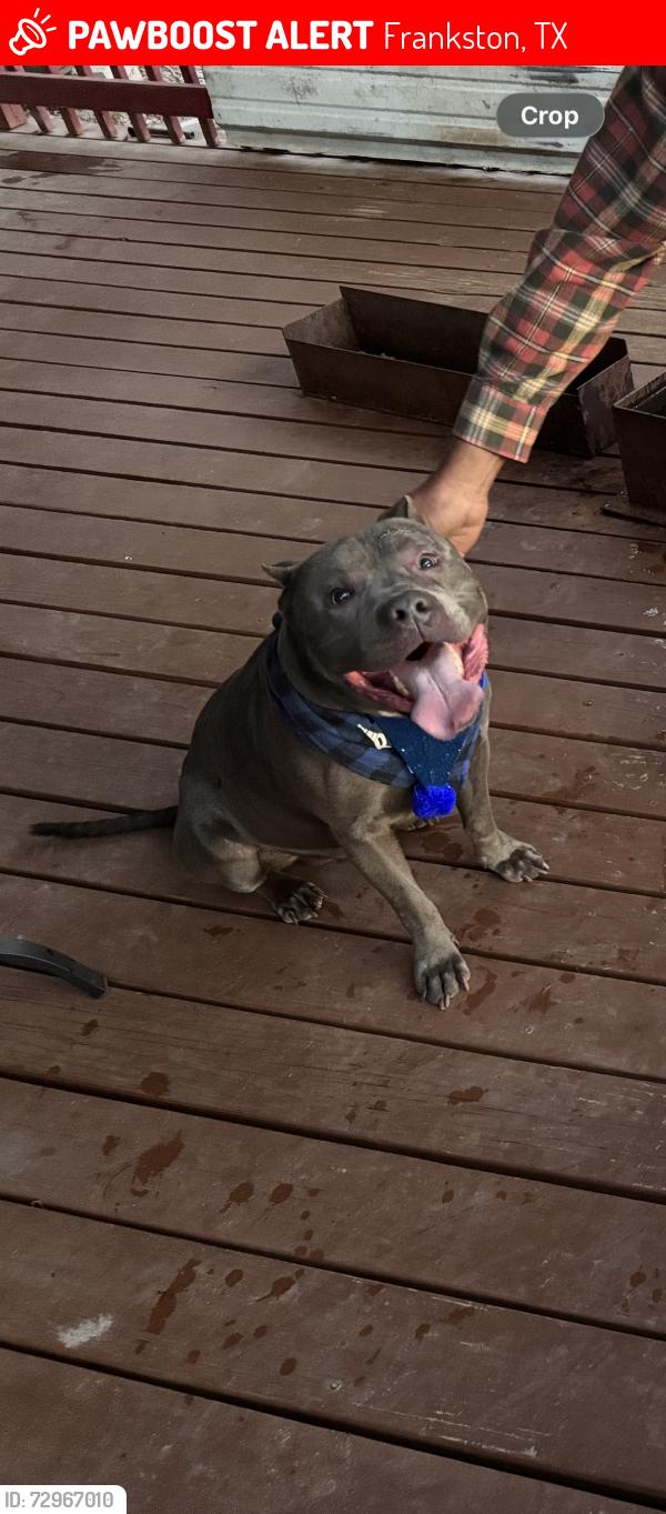 Lost Male Dog last seen Brushy Creek, Frankston, TX 75763