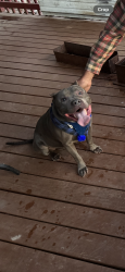 Lost Male Dog last seen Brushy Creek, Frankston, TX 75763