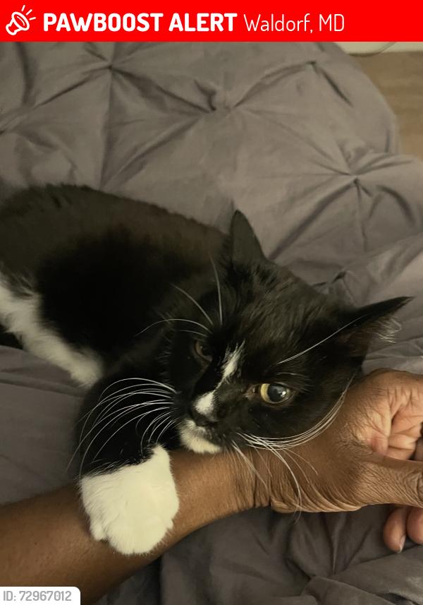 Lost Male Cat last seen Walleye Ct/ Dorchester cir, Waldorf, MD 20603