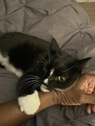 Lost Male Cat last seen Walleye Ct/ Dorchester cir, Waldorf, MD 20603
