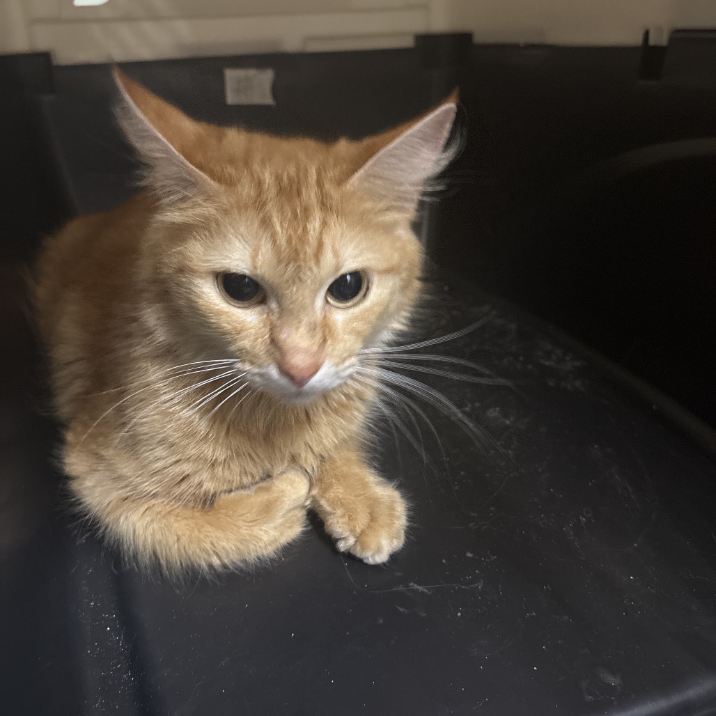 Shelter Stray Unknown Cat last seen , Lake Jackson, TX 77566