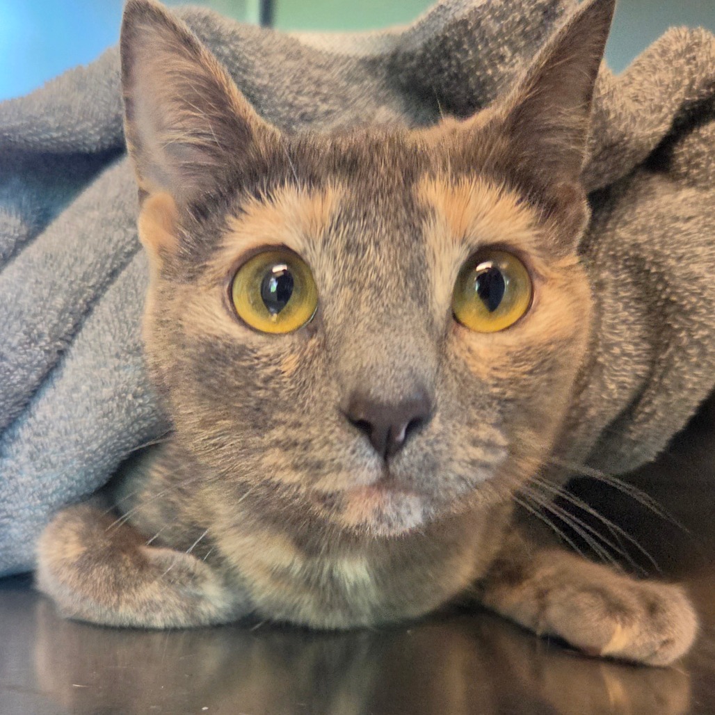 Shelter Stray Female Cat last seen , Asheville, NC 28806