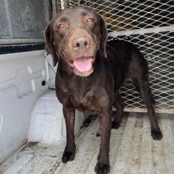 Shelter Stray Female Dog last seen , Edinburg, TX 78539