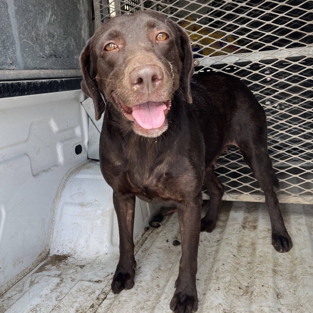 Shelter Stray Female Dog last seen , Edinburg, TX 78539