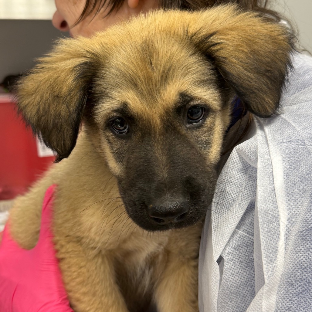 Shelter Stray Male Dog last seen , Greenville, SC 29609