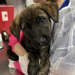 Shelter Stray Male Dog last seen , Greenville, SC 29609