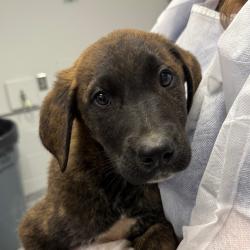 Shelter Stray Male Dog last seen , Greenville, SC 29609
