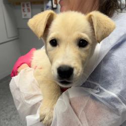 Shelter Stray Female Dog last seen , Greenville, SC 29609