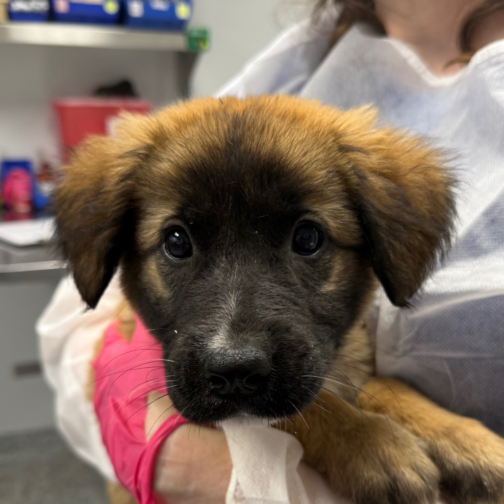 Shelter Stray Female Dog last seen , Greenville, SC 29609