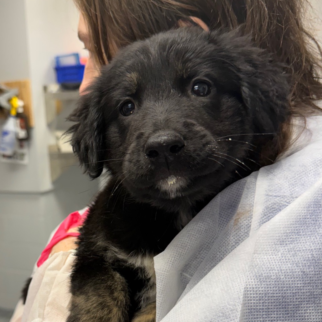 Shelter Stray Female Dog last seen , Greenville, SC 29609