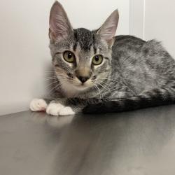 Shelter Stray Female Cat last seen , Hattiesburg, MS 39401