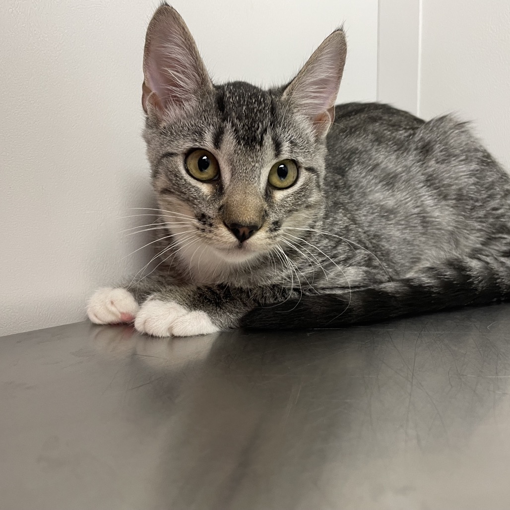 Shelter Stray Female Cat last seen , Hattiesburg, MS 39401
