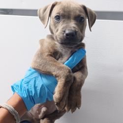 Shelter Stray Male Dog last seen , Hattiesburg, MS 39401