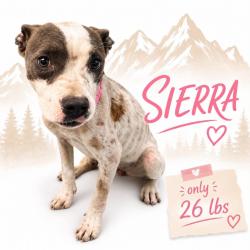 Shelter Stray Female Dog last seen , Memphis, TN 38133