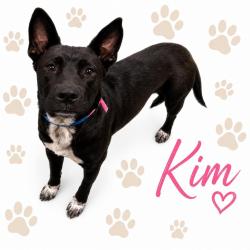 Shelter Stray Female Dog last seen , Memphis, TN 38133