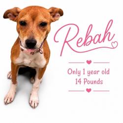 Shelter Stray Female Dog last seen , Memphis, TN 38133