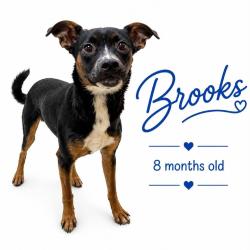 Shelter Stray Male Dog last seen , Memphis, TN 38133