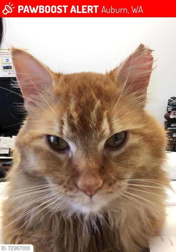 Lost Male Cat last seen Washington National Golf Course, Auburn, WA 98092