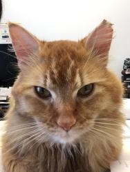 Lost Male Cat last seen Washington National Golf Course, Auburn, WA 98092