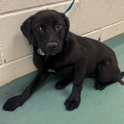 Shelter Stray Female Dog last seen , Memphis, TN 38133
