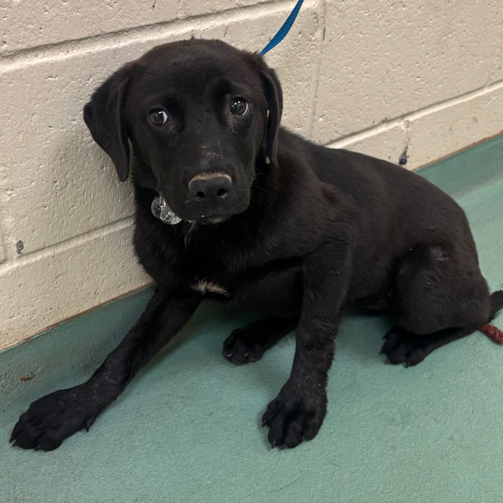 Shelter Stray Female Dog last seen , Memphis, TN 38133