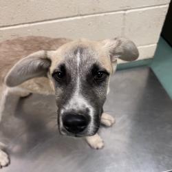 Shelter Stray Female Dog last seen , Memphis, TN 38133