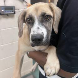 Shelter Stray Male Dog last seen , Memphis, TN 38133