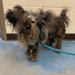 Shelter Stray Male Dog last seen , Memphis, TN 38133