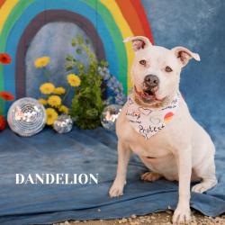 Shelter Stray Female Dog last seen , Philadelphia, PA 19140