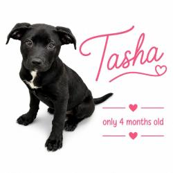 Shelter Stray Female Dog last seen , Memphis, TN 38133