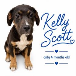 Shelter Stray Male Dog last seen , Memphis, TN 38133