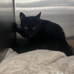 Shelter Stray Female Cat last seen , Philadelphia, PA 19140