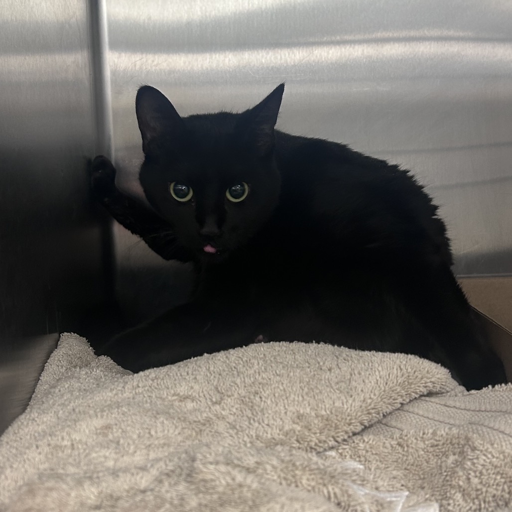Shelter Stray Female Cat last seen , Philadelphia, PA 19140