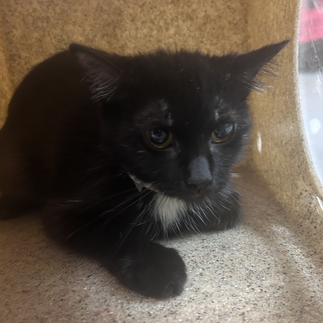 Shelter Stray Female Cat last seen , Philadelphia, PA 19140