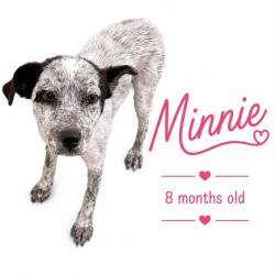 Shelter Stray Female Dog last seen , Memphis, TN 38133