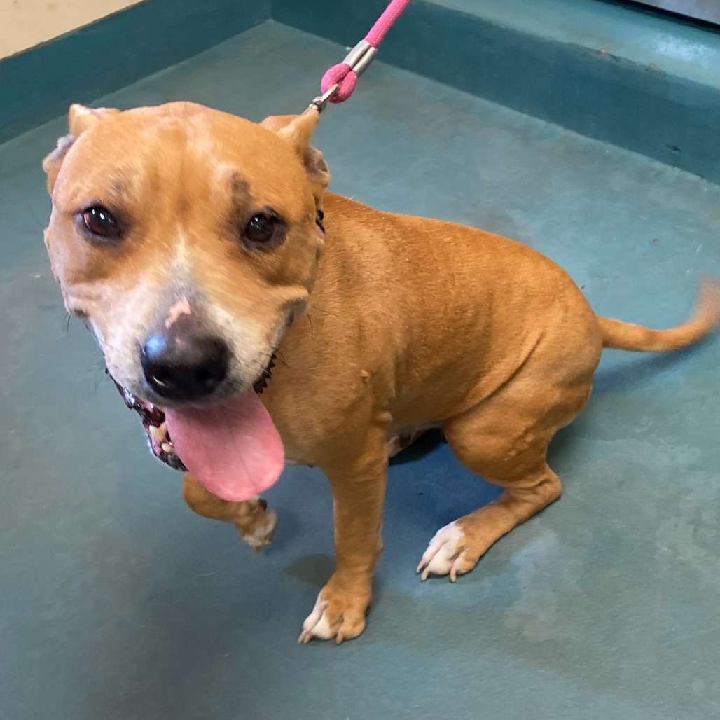 Shelter Stray Female Dog last seen , Memphis, TN 38133