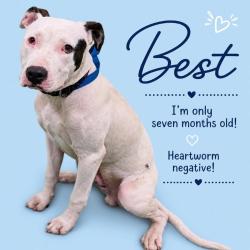 Shelter Stray Male Dog last seen , Memphis, TN 38133