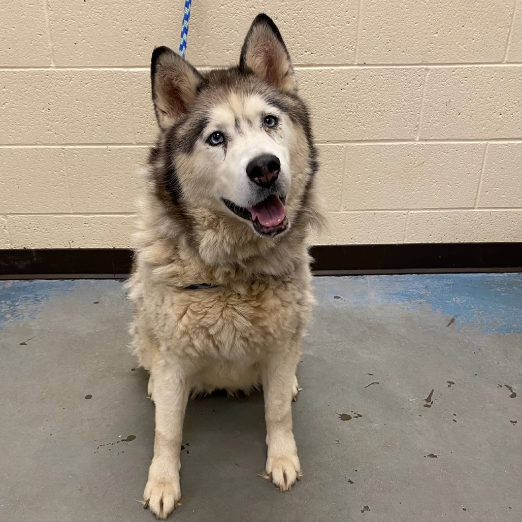 Shelter Stray Female Dog last seen , Memphis, TN 38133
