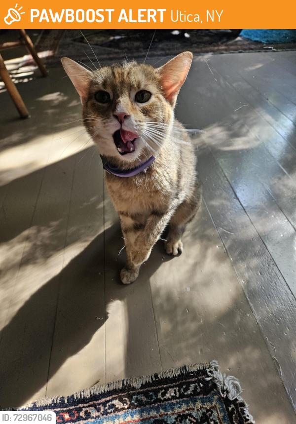 Found/Stray Female Cat last seen near the artspace, Utica, NY 13501