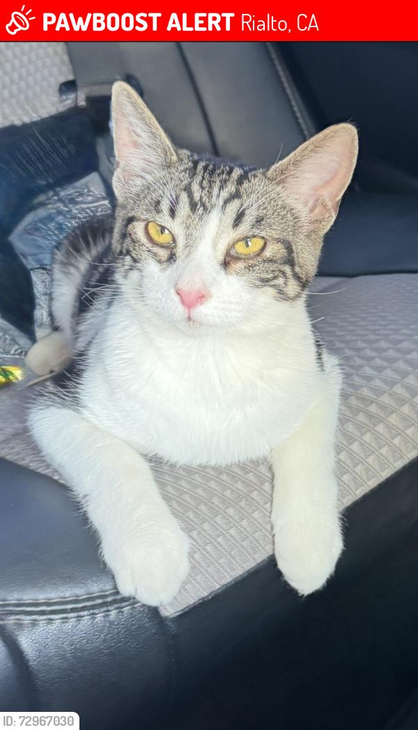 Lost Male Cat last seen N Sycamore Ave and Mariposa Dr, Rialto, CA 92376