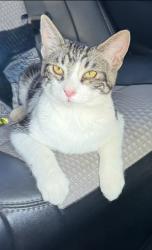 Lost Male Cat last seen N Sycamore Ave and Mariposa Dr, Rialto, CA 92376