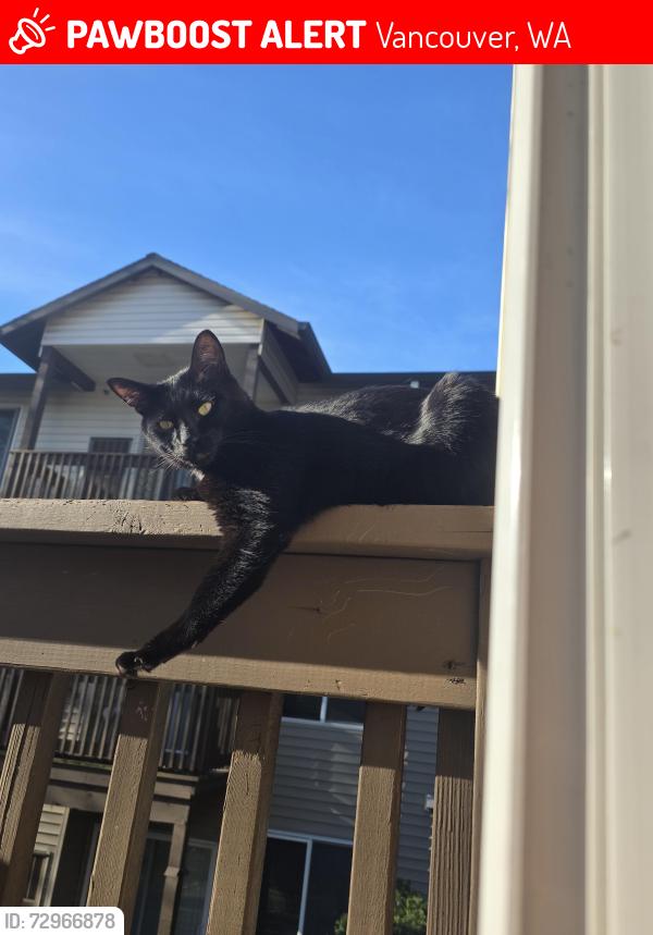 Lost Male Cat last seen Ne 121st ave, Vancouver, WA 98682